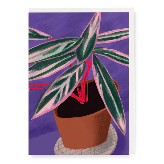 MICHAEL PFLEGHAAR Stromanthe Card