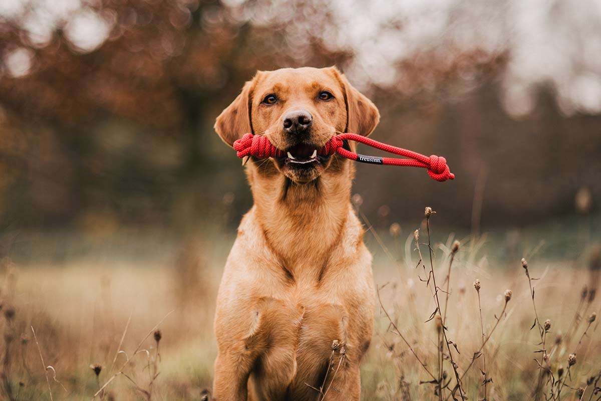 TREUSINN Spiely Rope Toy M